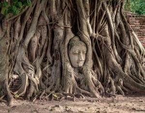 Be the Strong Voice - Statue of Buddha Entangled in Vine Roots Till Only Head is Visible