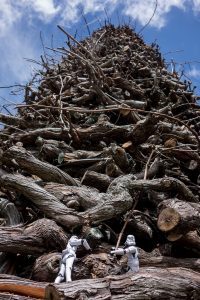 Vines Towering into the Sky