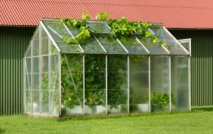 Vines Escape Greenhouse Through Roof Hatch