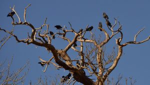 Crow Tree