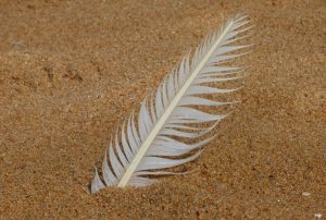 Quill in Sand