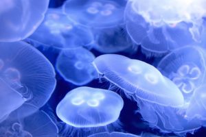Jellyfish Overlap