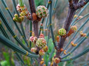 Weird Fruit