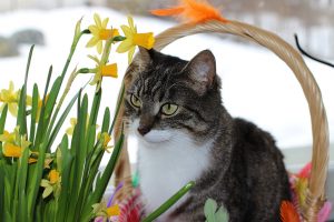 Easter Cat