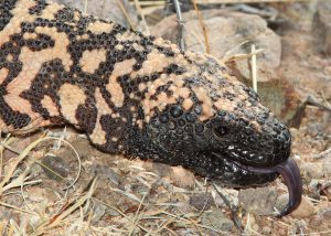 Gila Monster On The Prowl