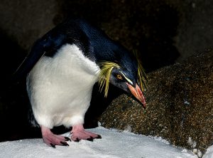 Penguin Slog