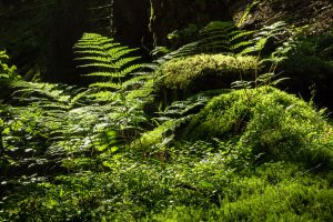 Fairy Forest